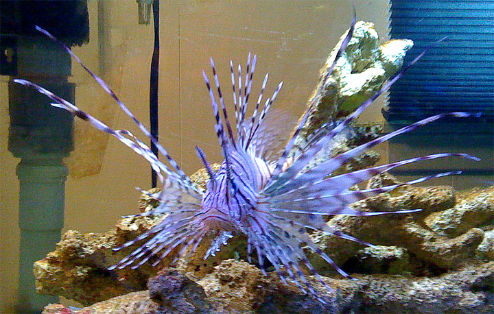 Lionfish For Sale